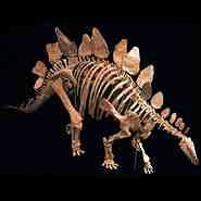 Stegosaurus.