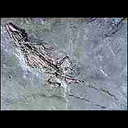 Diplocynodon.