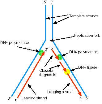 dna is made of repeating units called