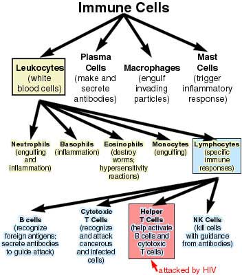 The Human Immune System