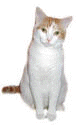its a cat silly