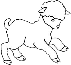 lamb