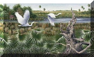 Egrets flying over the Everglades